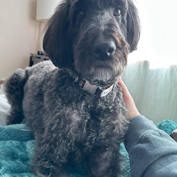 MEET THE POSHER💗 - Picture 4 of 6